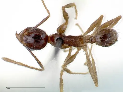 Pheidole fervens - FOCOL0244