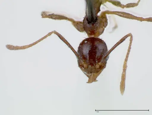 Pheidole fervens - FOCOL0244