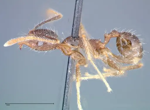 Pheidole fervens - FOCOL0244