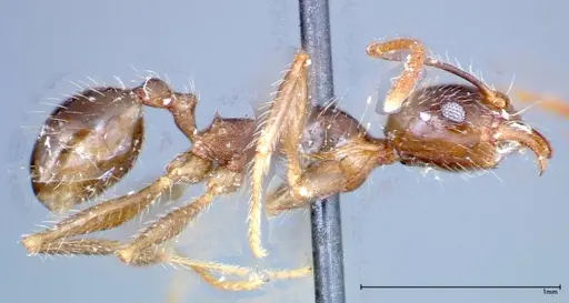 Pheidole fervens - FOCOL0244