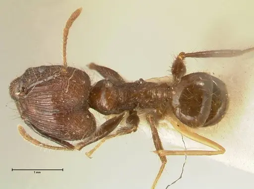 Pheidole fervens - FOCOL1395