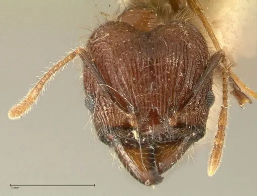 Pheidole fervens - FOCOL1395