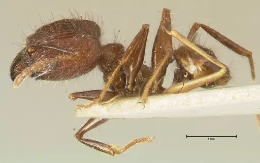 Pheidole fervens - FOCOL1395
