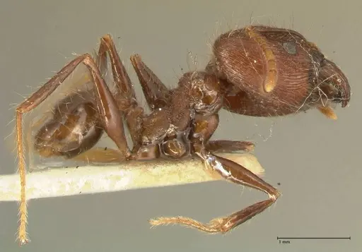 Pheidole fervens - FOCOL1395