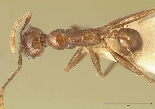 Pheidole fervens - FOCOL1396