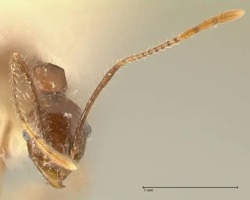 Pheidole fervens - FOCOL1396