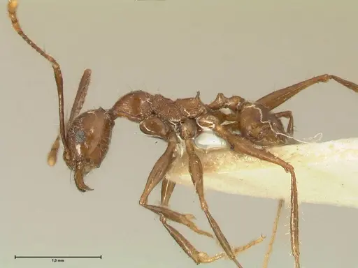 Pheidole fervens - FOCOL1396