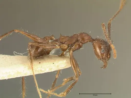 Pheidole fervens - FOCOL1396