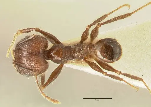 Pheidole fervens - FOCOL1397