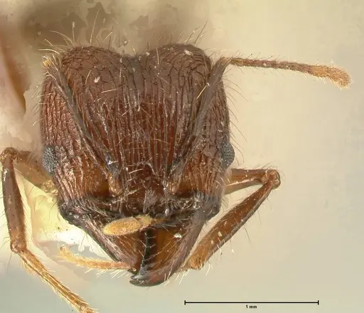 Pheidole fervens - FOCOL1397