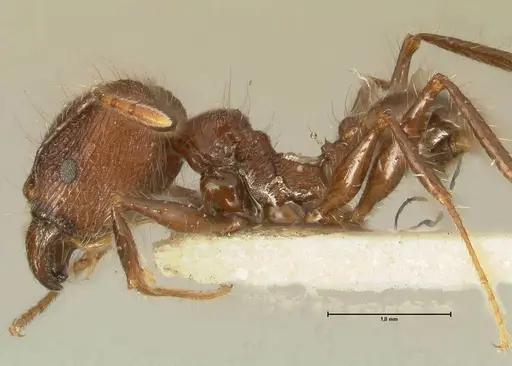 Pheidole fervens - FOCOL1397