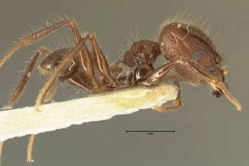 Pheidole fervens - FOCOL1397