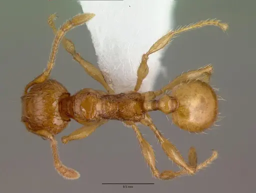 Pheidole fervida specimen