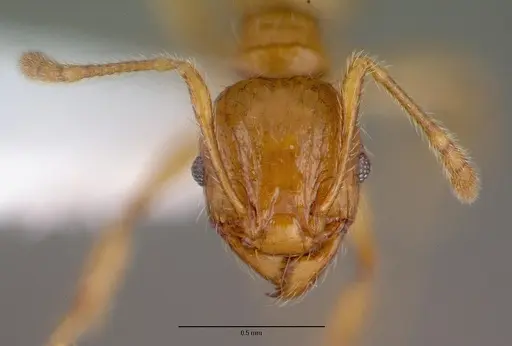 Pheidole fervida specimen