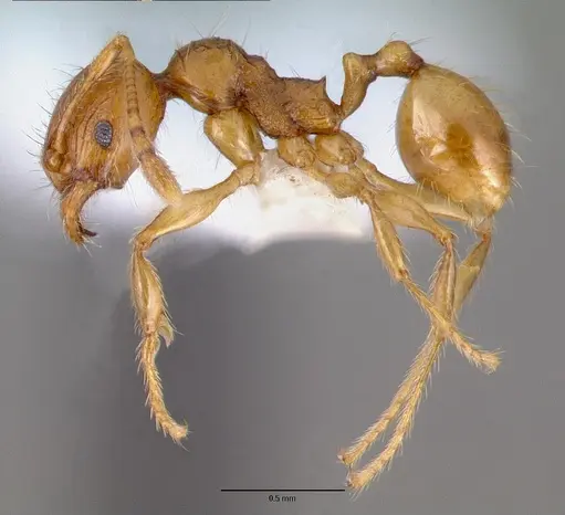 Pheidole fervida specimen