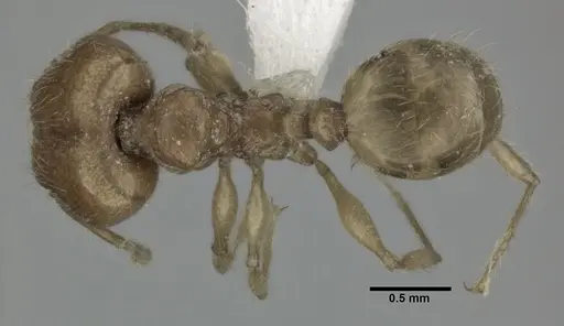 Pheidole fervida - CASENT0246107