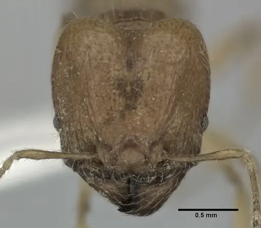 Pheidole fervida - CASENT0246107