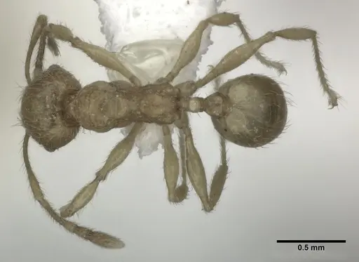 Pheidole fervida - CASENT0246108