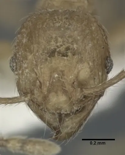 Pheidole fervida - CASENT0246108