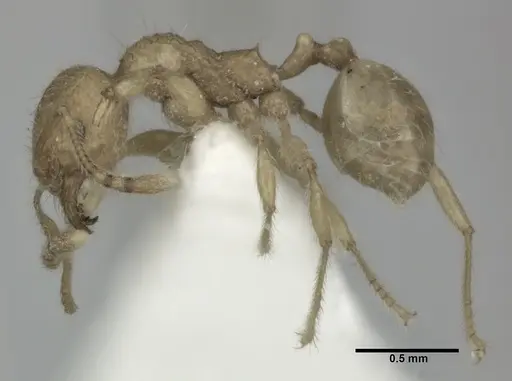 Pheidole fervida - CASENT0246108