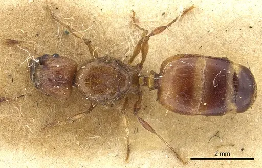 Pheidole fervida - CASENT0901511