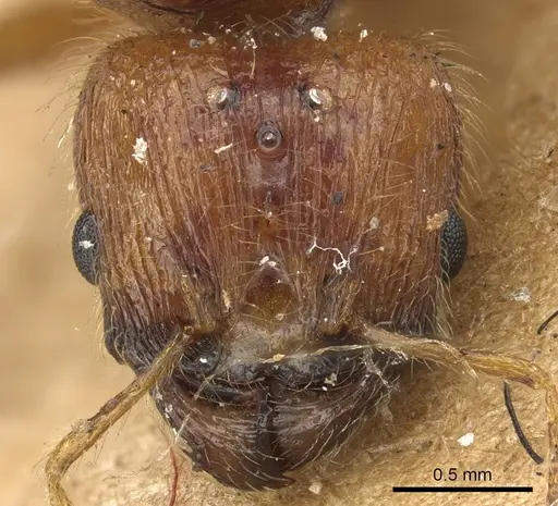 Pheidole fervida - CASENT0901511