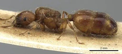Pheidole fervida - CASENT0901511