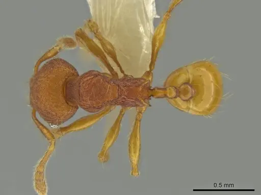 Pheidole fincanaranjo specimen