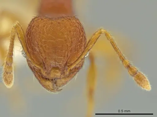 Pheidole fincanaranjo specimen