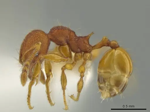 Pheidole fincanaranjo specimen