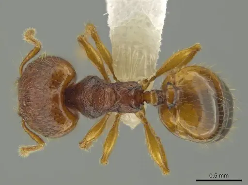 Pheidole fincanaranjo - CASENT0632181
