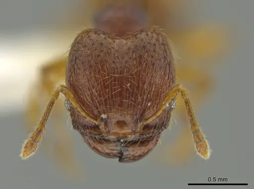 Pheidole fincanaranjo - CASENT0632181