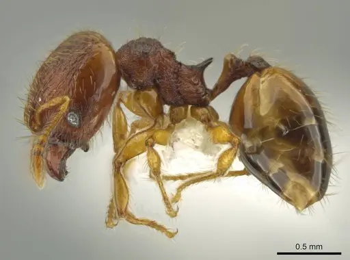 Pheidole fincanaranjo - CASENT0632181