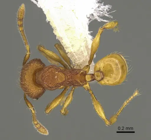 Pheidole fincanaranjo - CASENT0646619