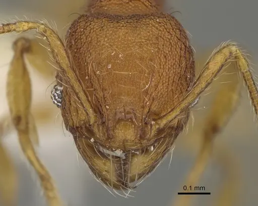 Pheidole fincanaranjo - CASENT0646619