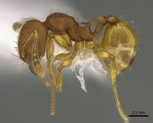 Pheidole fincanaranjo - CASENT0646619