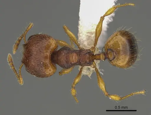 Pheidole fincanaranjo - CASENT0646623