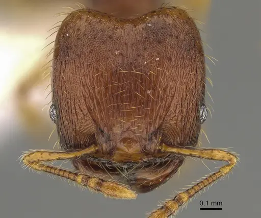 Pheidole fincanaranjo - CASENT0646623