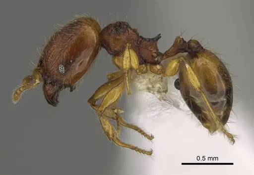 Pheidole fincanaranjo - CASENT0646623