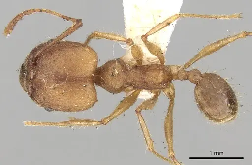 Pheidole fiorii specimen