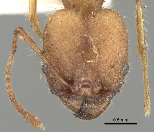 Pheidole fiorii specimen