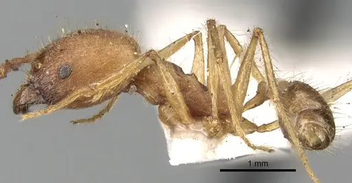 Pheidole fiorii specimen