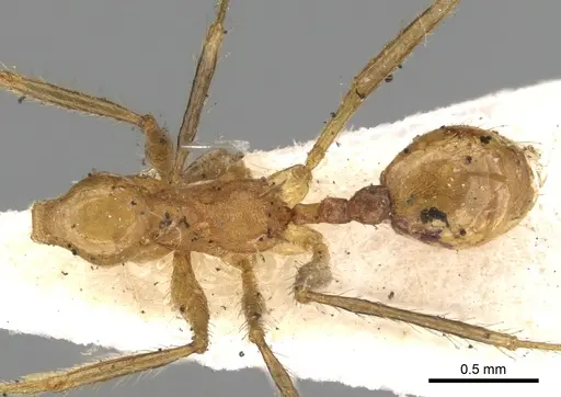 Pheidole fiorii - CASENT0281750