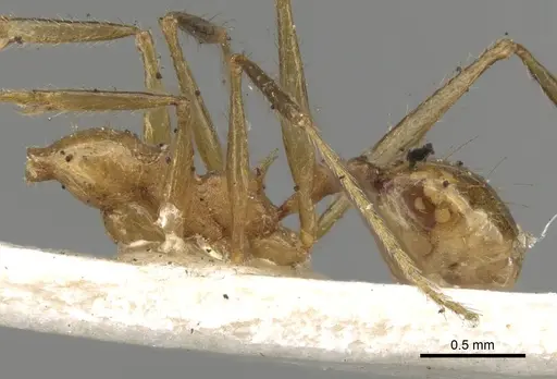 Pheidole fiorii - CASENT0281750