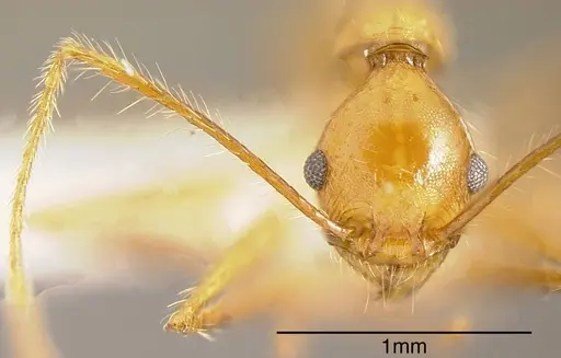 Pheidole fiorii - CASENT0635466
