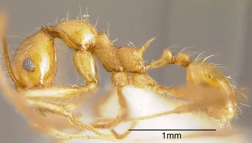 Pheidole fiorii - CASENT0635466
