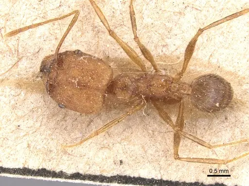 Pheidole fiorii - CASENT0904348