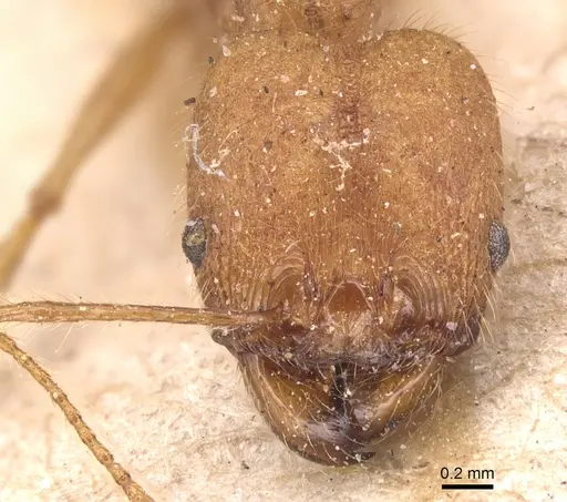 Pheidole fiorii - CASENT0904348