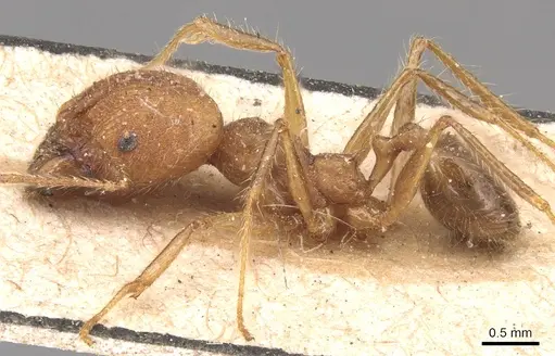 Pheidole fiorii - CASENT0904348