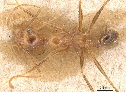 Pheidole fiorii - CASENT0904349
